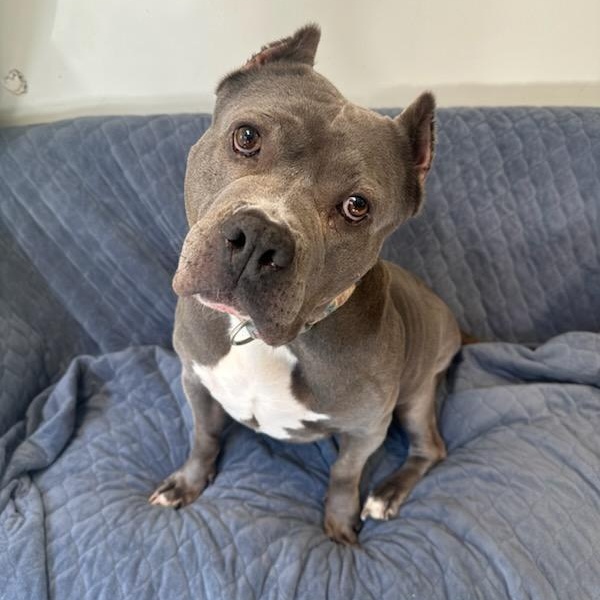 Nina, Adoptable, Senior Female Mixed Breed.