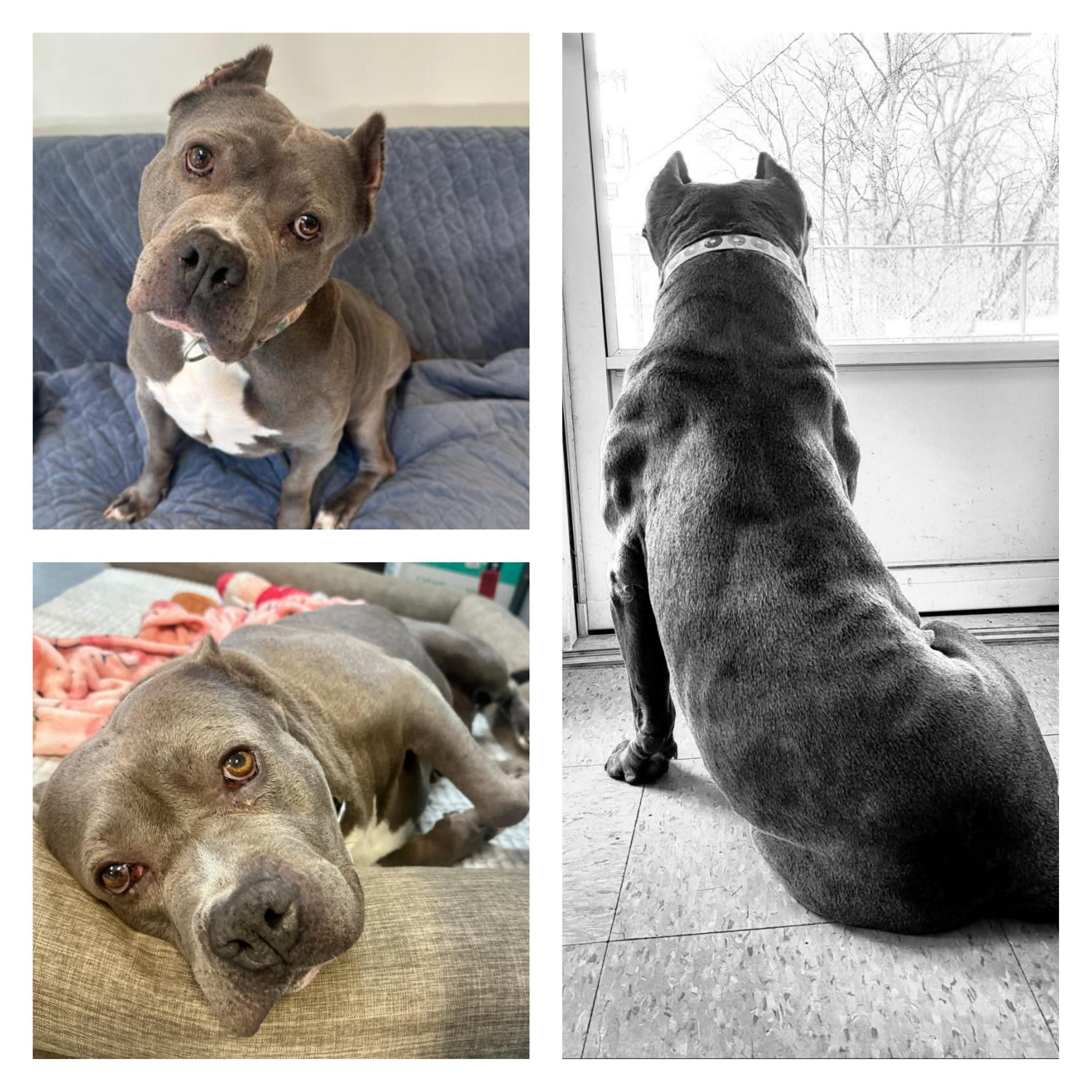 Enlarge Nina, a Adoptable mixed breed in Parsippany, NJ image 1/6