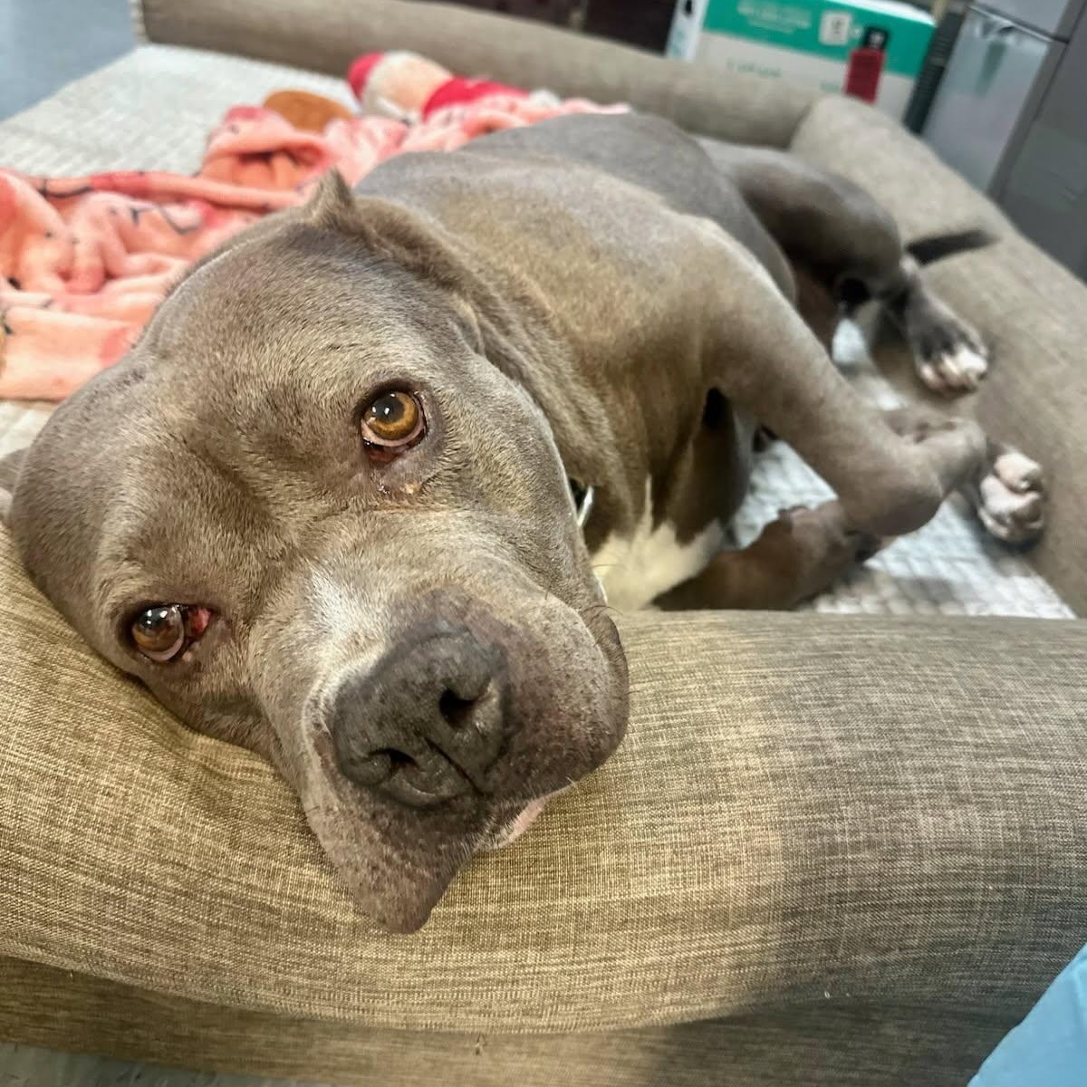 Enlarge Nina, a Adoptable mixed breed in Parsippany, NJ image 5/6