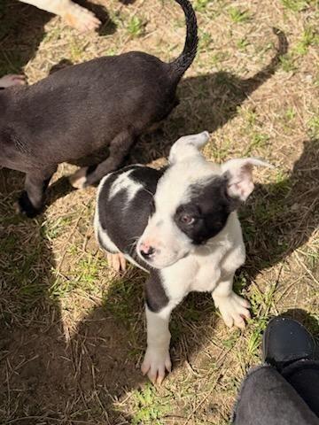 Enlarge Berry, a Adoptable mixed breed in Effingham, SC image 1/1