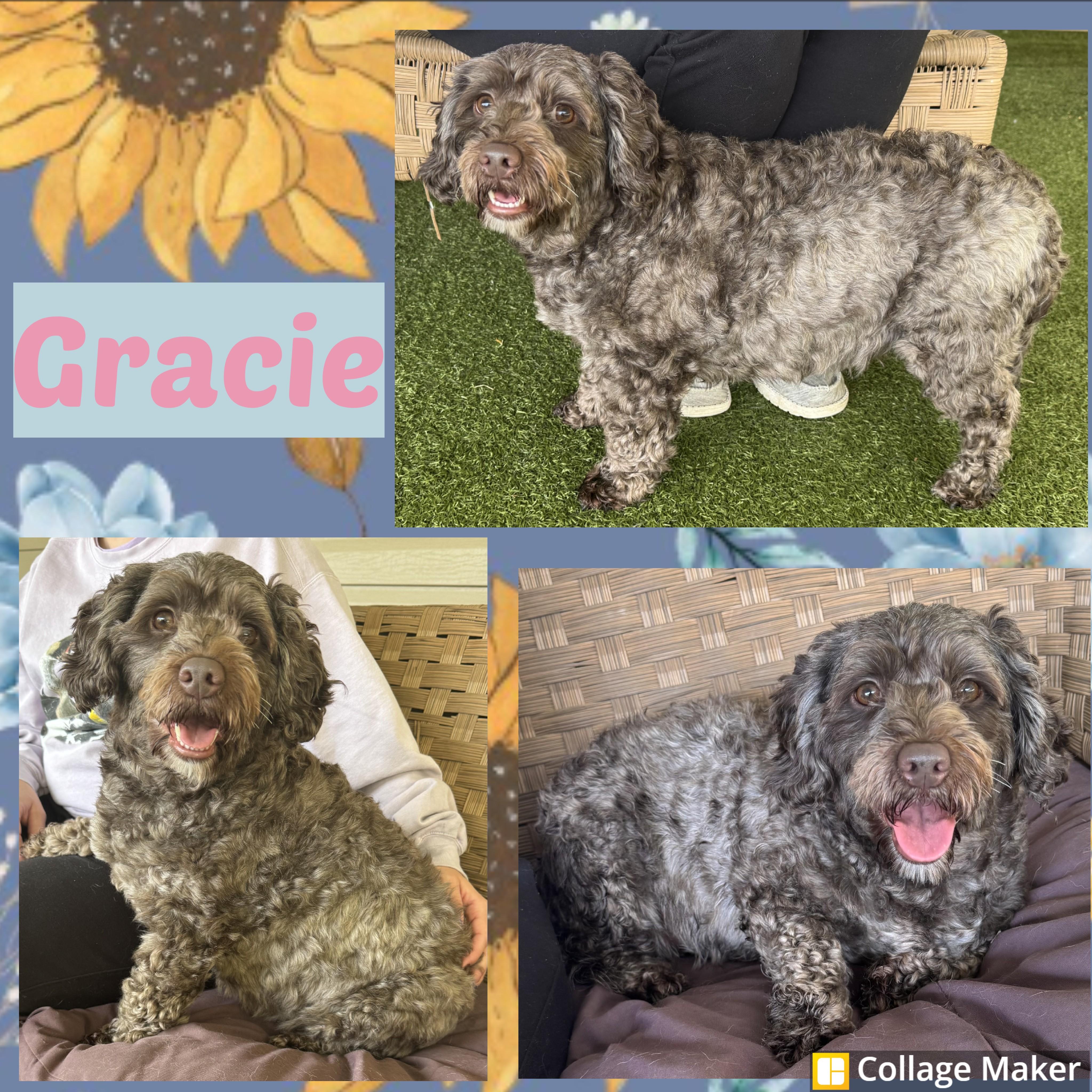 Enlarge Gracie, a Adopted mixed breed in Clearfield, PA image 1/1