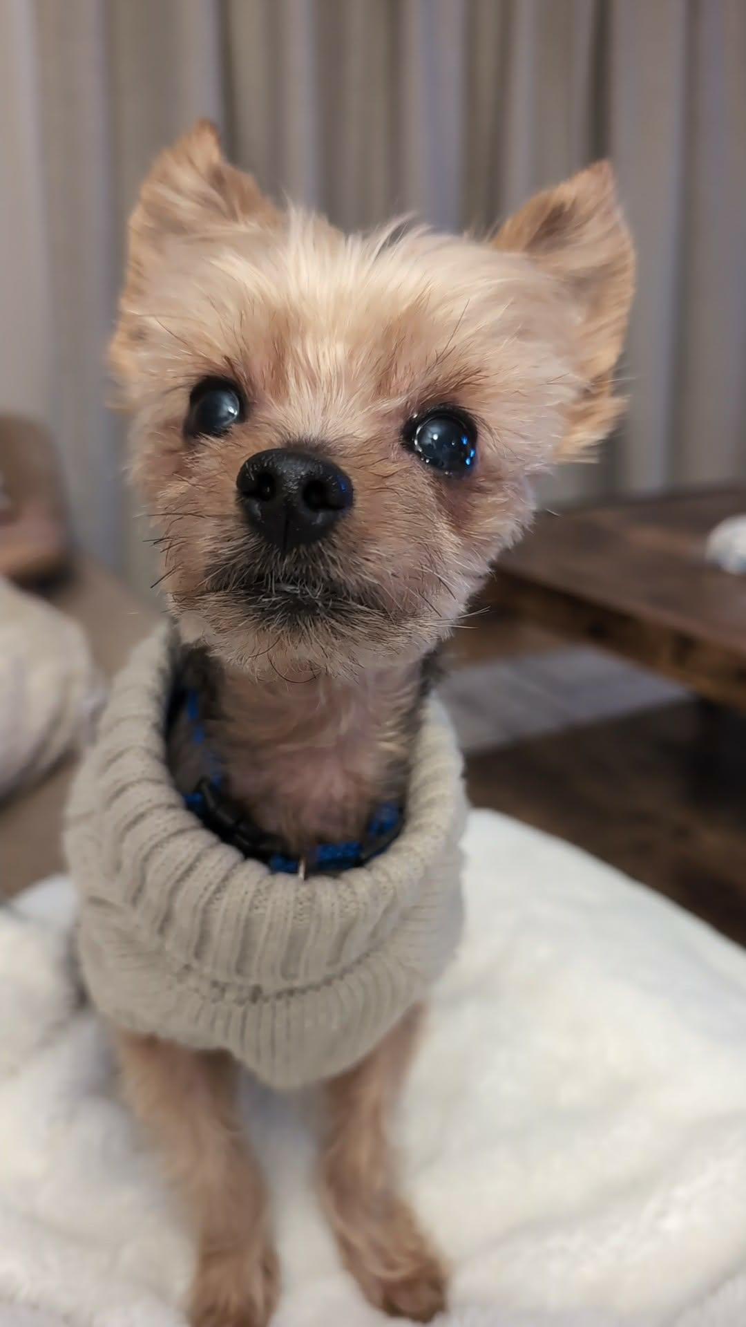 Enlarge BUTCH, an adopted Yorkshire Terrier in Richmond Hill , ON image 2/6