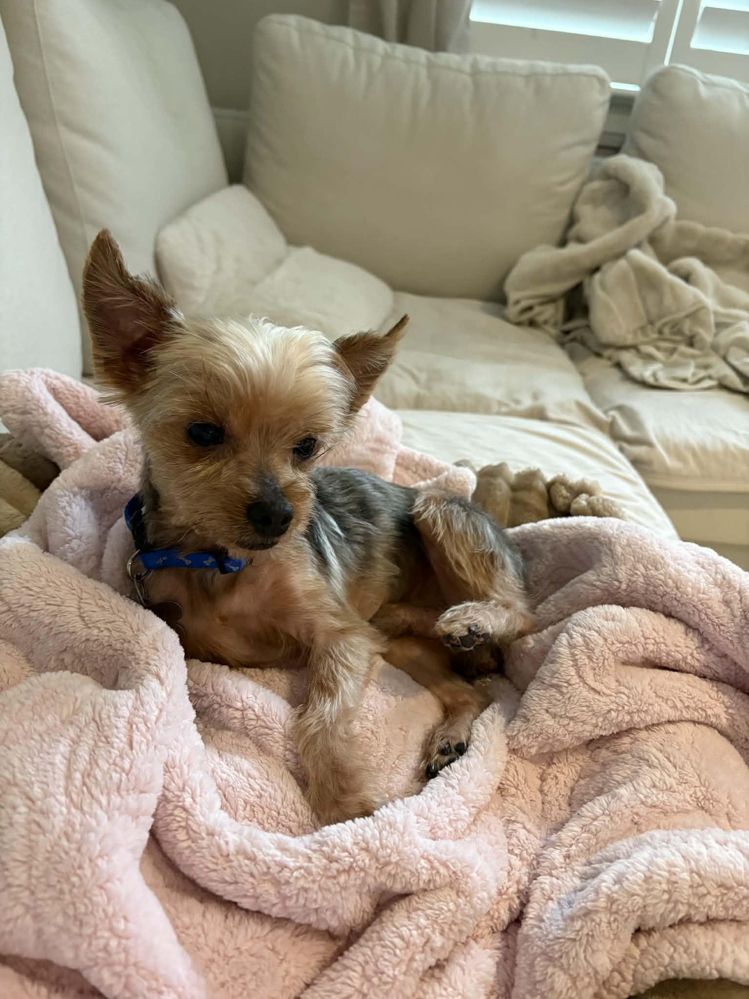 Enlarge BUTCH, an adopted Yorkshire Terrier in Richmond Hill , ON image 1/6