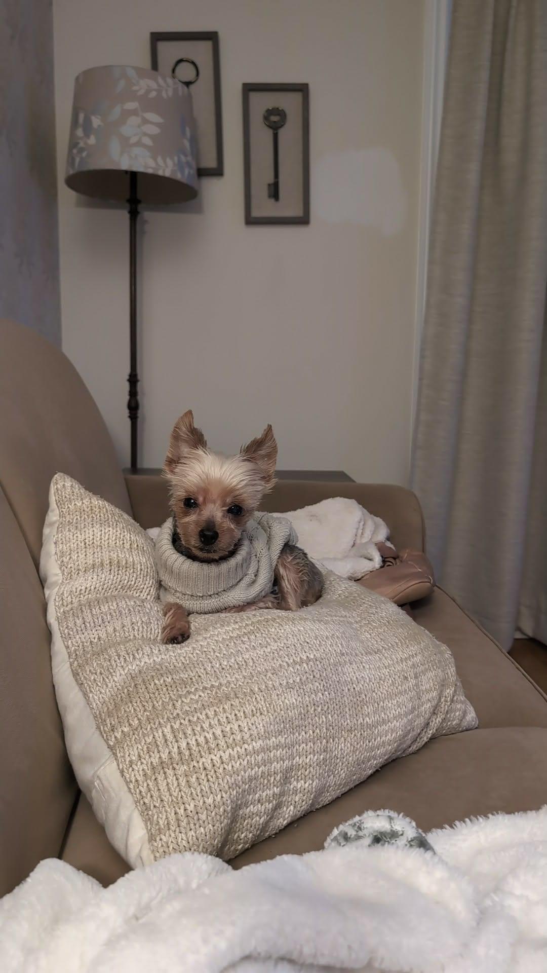 Enlarge BUTCH, an adopted Yorkshire Terrier in Richmond Hill , ON image 4/6
