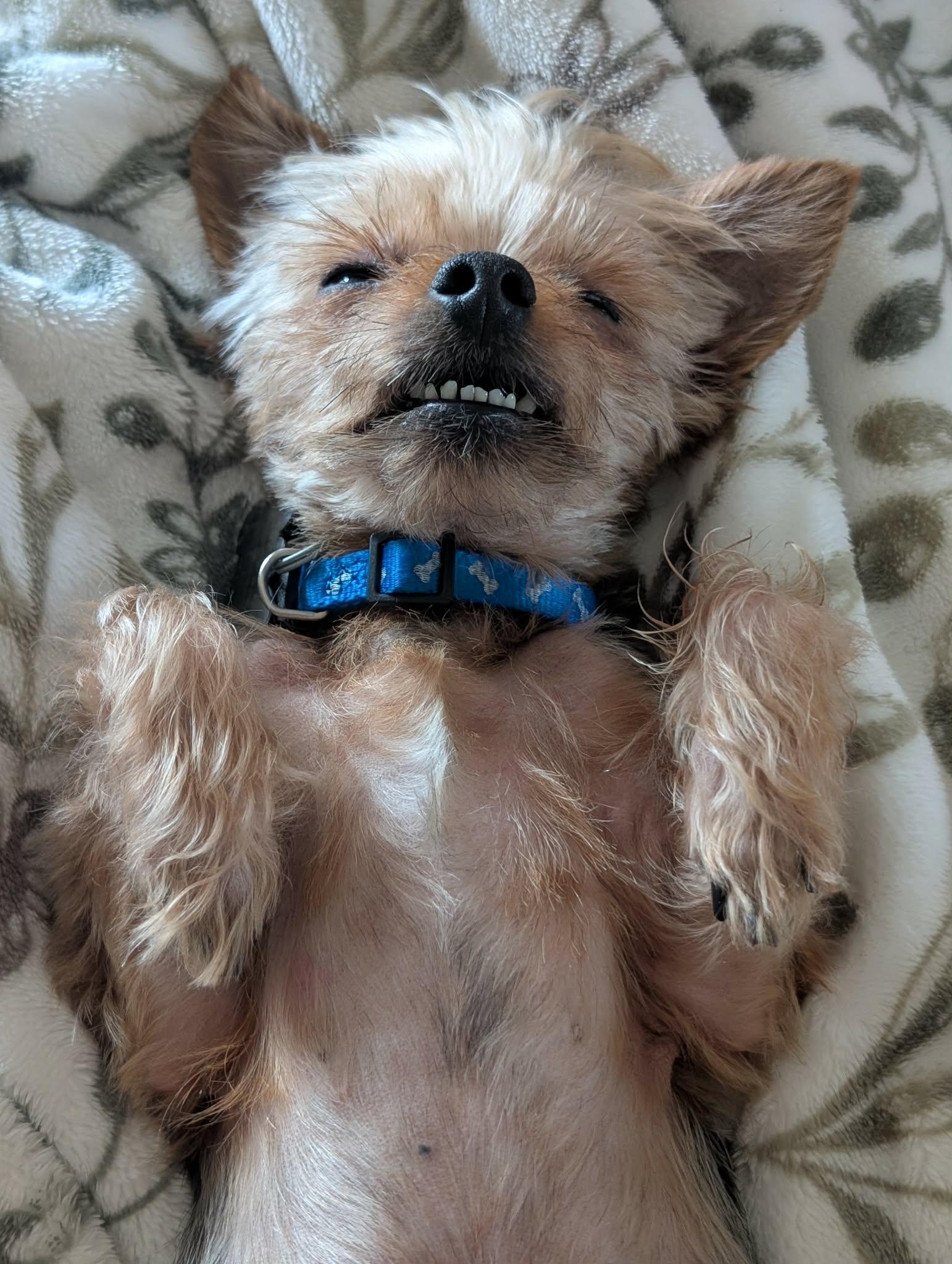 Enlarge BUTCH, an adopted Yorkshire Terrier in Richmond Hill , ON image 3/6