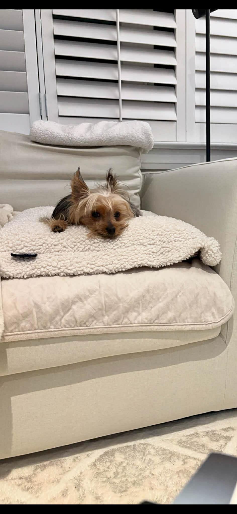 Enlarge BUTCH, an adopted Yorkshire Terrier in Richmond Hill , ON image 5/6