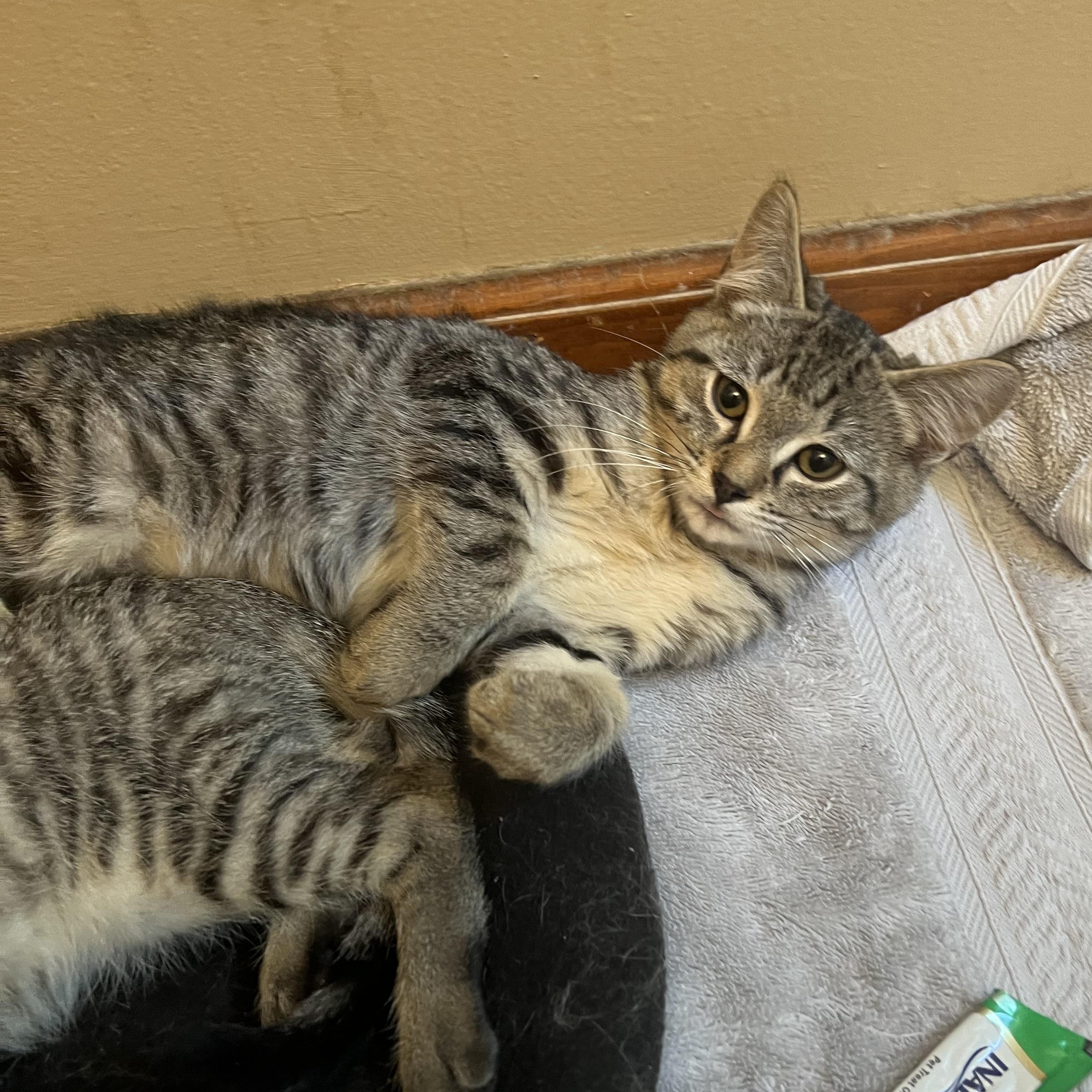 Telly, ADOPTABLE, Kitten Male Domestic Short Hair.