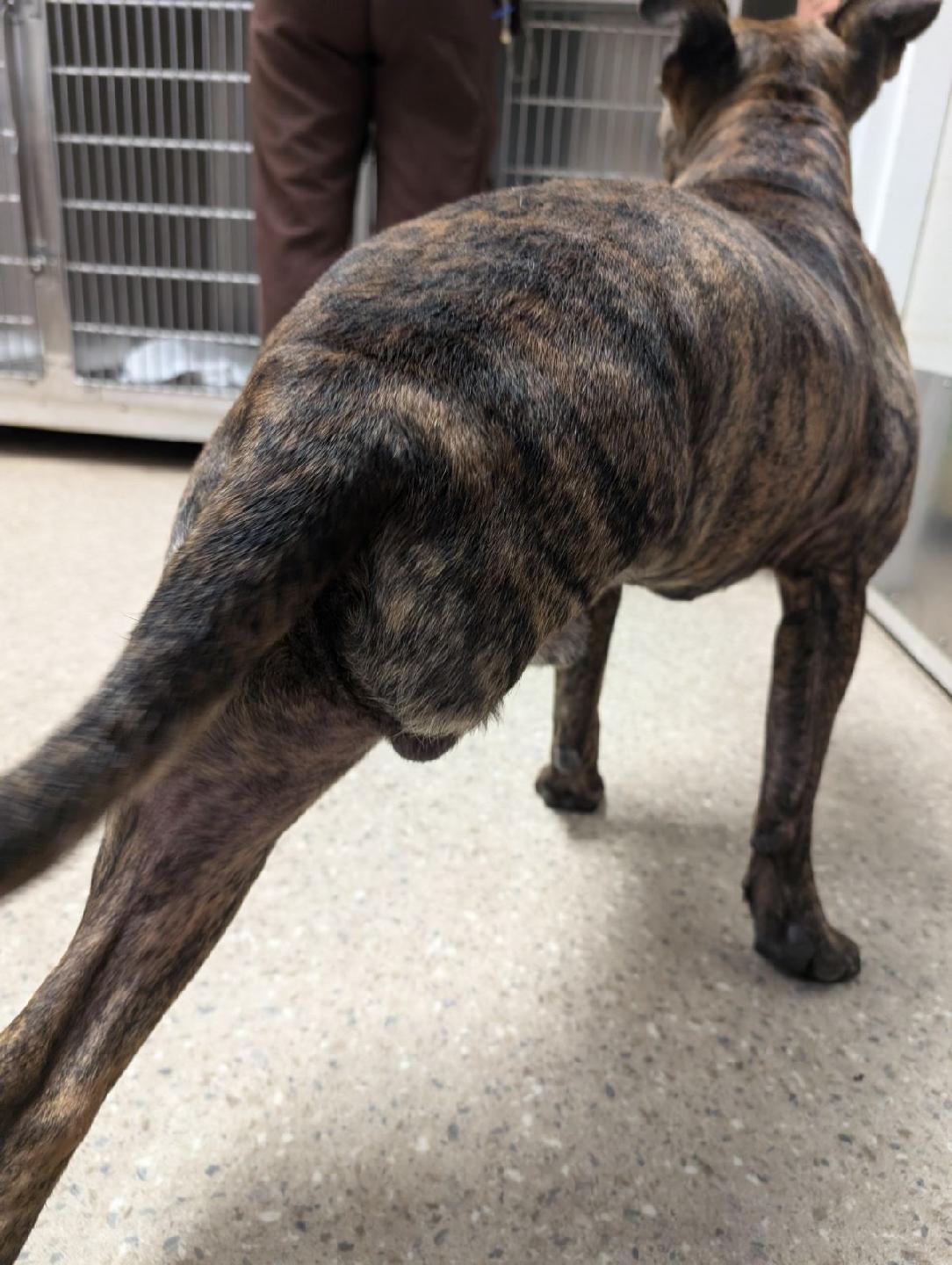 Koda, Adoptable, Young Male Boxer & Pit Bull Terrier.