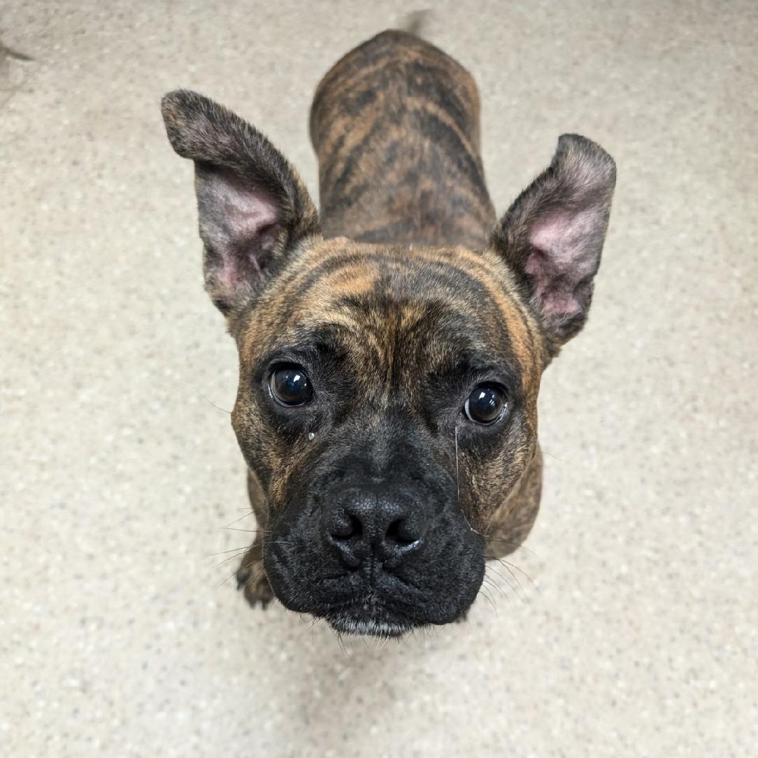 Koda, a Adoptable mixed breed in Mary Esther, FL image 2/2