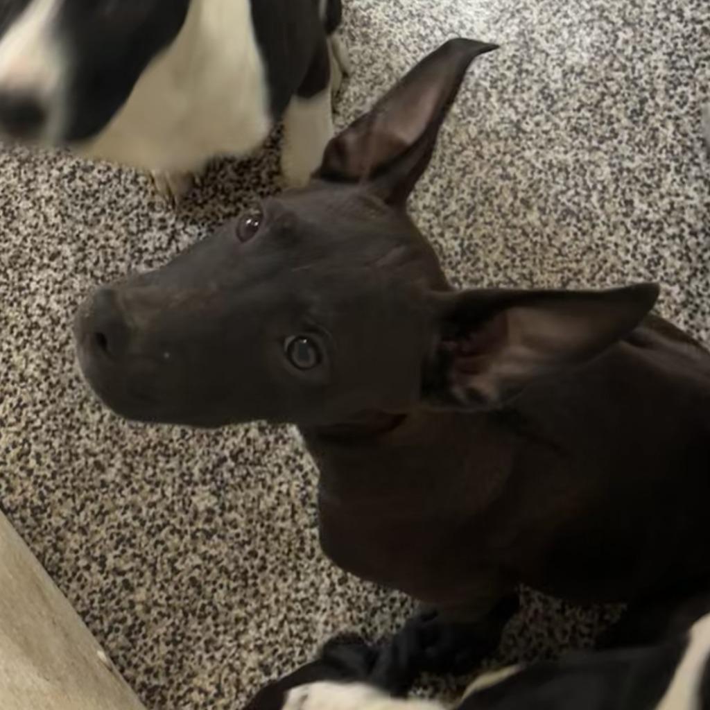 Chandler, Adoptable, Puppy Male Border Collie & Retriever.