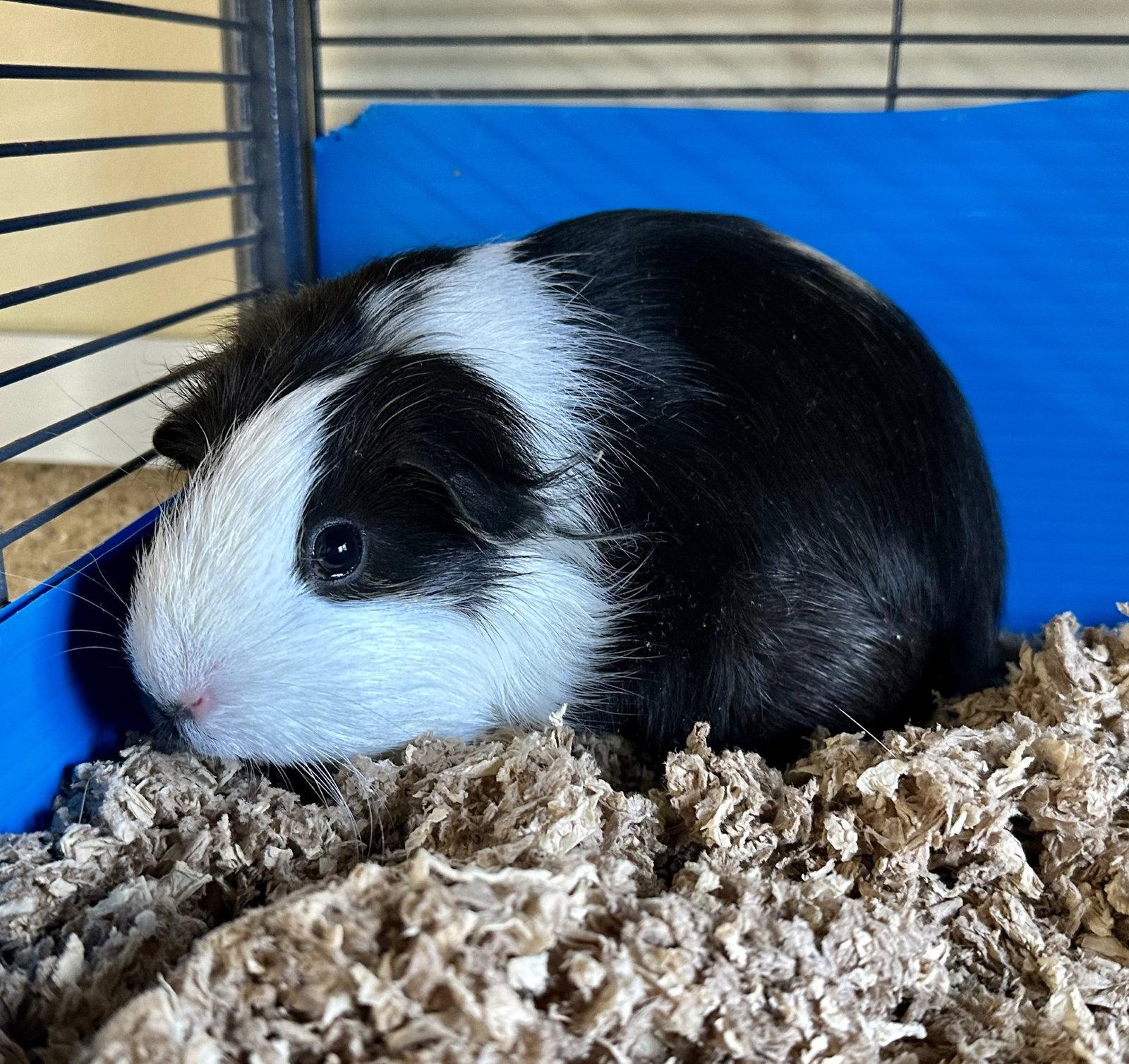 Machu & Pichu(F), a Adoptable Guinea Pig in Burlingame, CA image 1/3