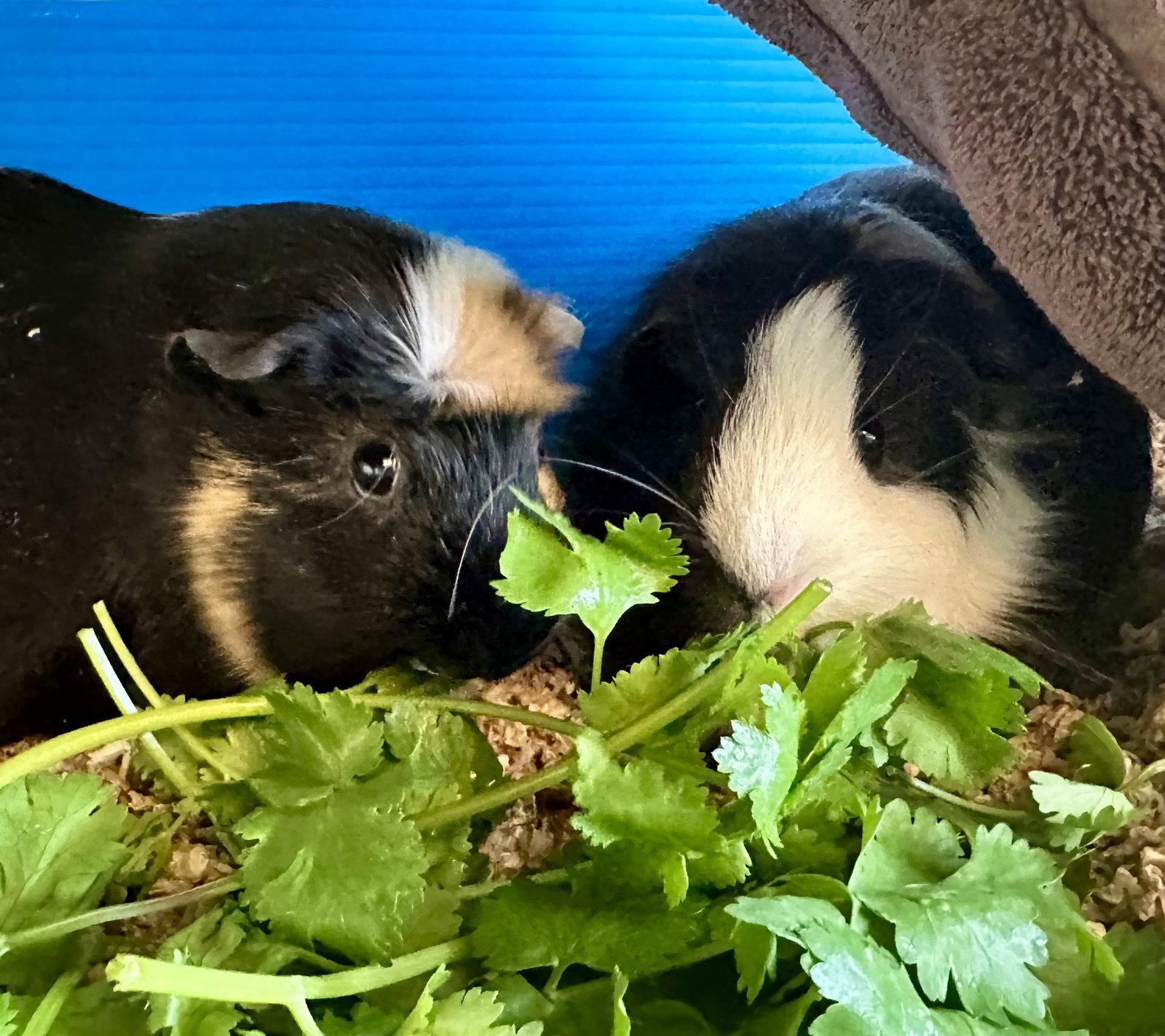 Machu & Pichu(F), a Adoptable Guinea Pig in Burlingame, CA image 2/3