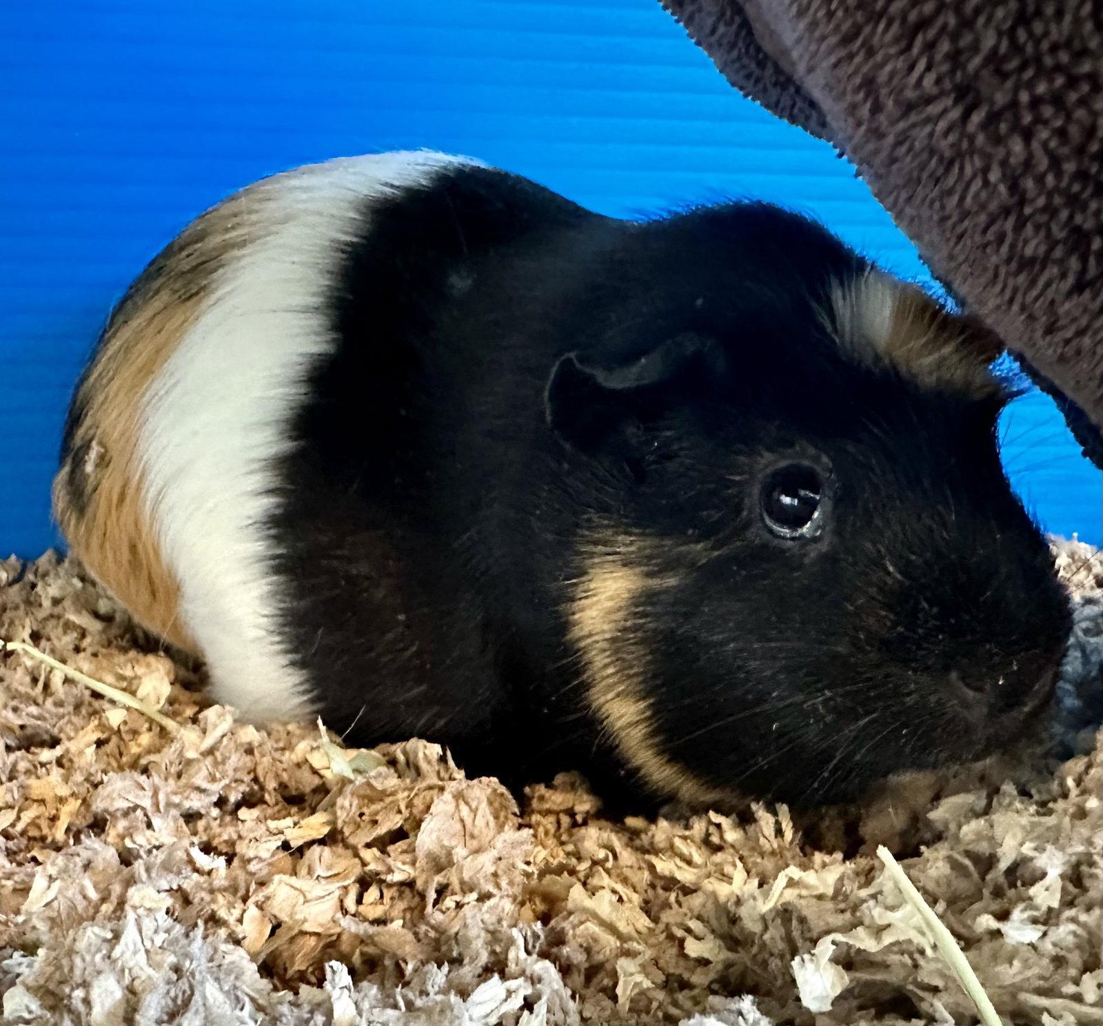 Machu & Pichu(F), a Adoptable Guinea Pig in Burlingame, CA image 3/3
