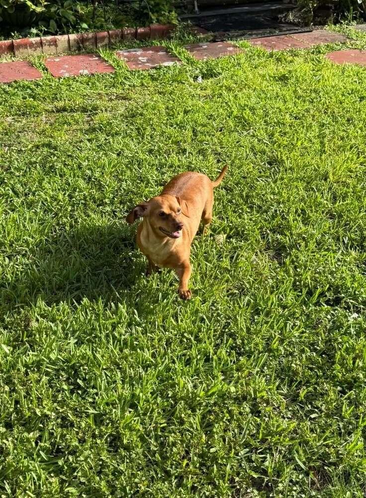 Brookie, Adoptable, Adult Female Dachshund.