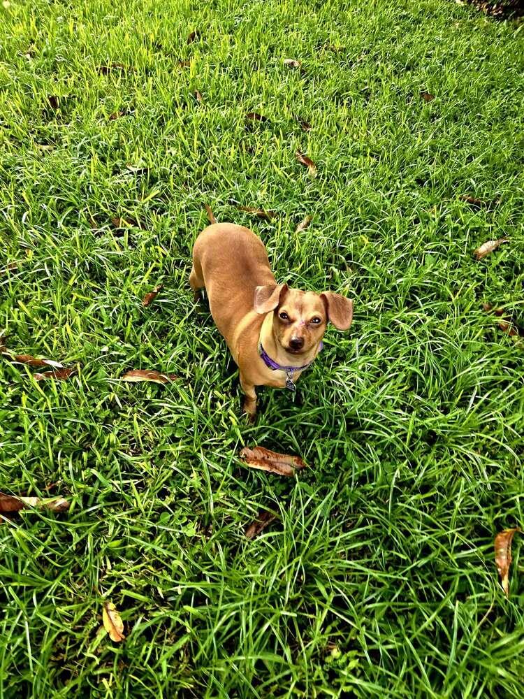 Brookie, a Adoptable mixed breed in Plantation, FL image 2/6