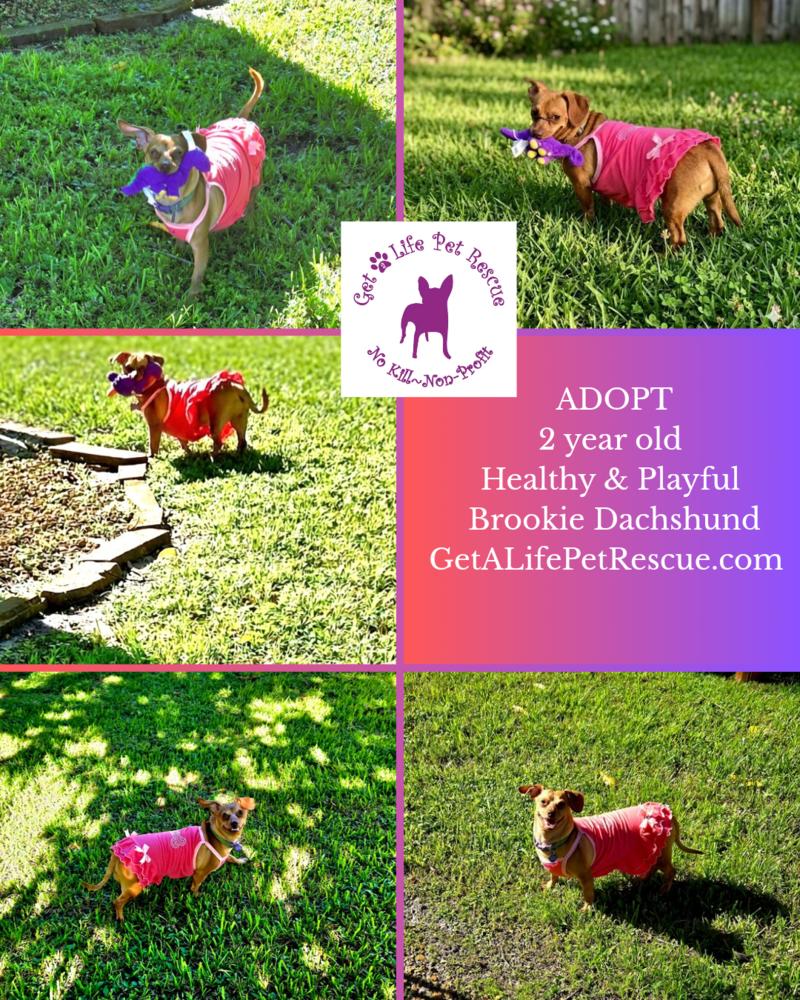 Brookie, a Adoptable mixed breed in Plantation, FL image 3/6