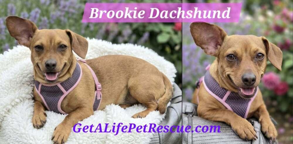 Enlarge Brookie, a Adoptable Dachshund in Plantation, FL image 4/6