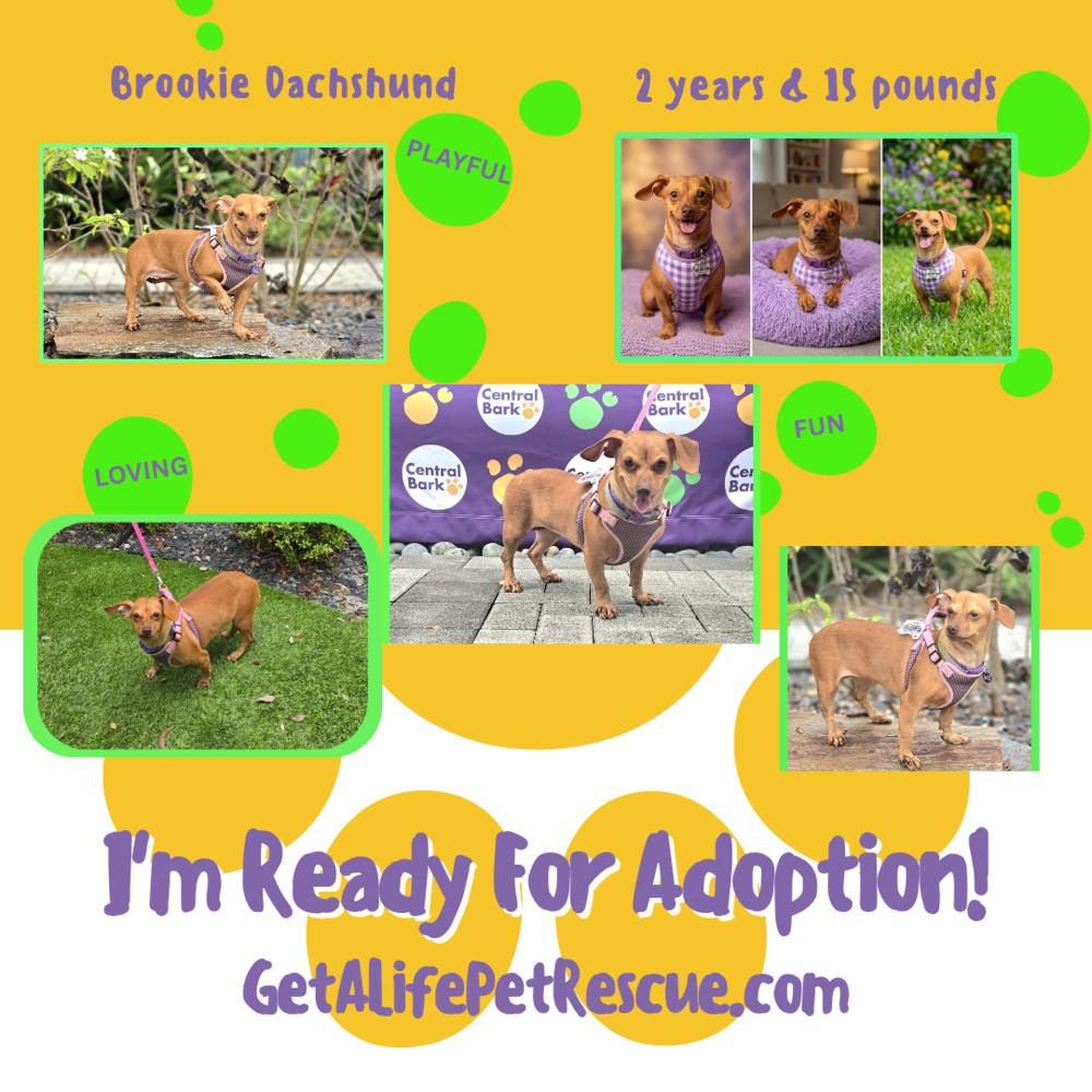 Enlarge Brookie, a Adoptable Dachshund in Plantation, FL image 4/6