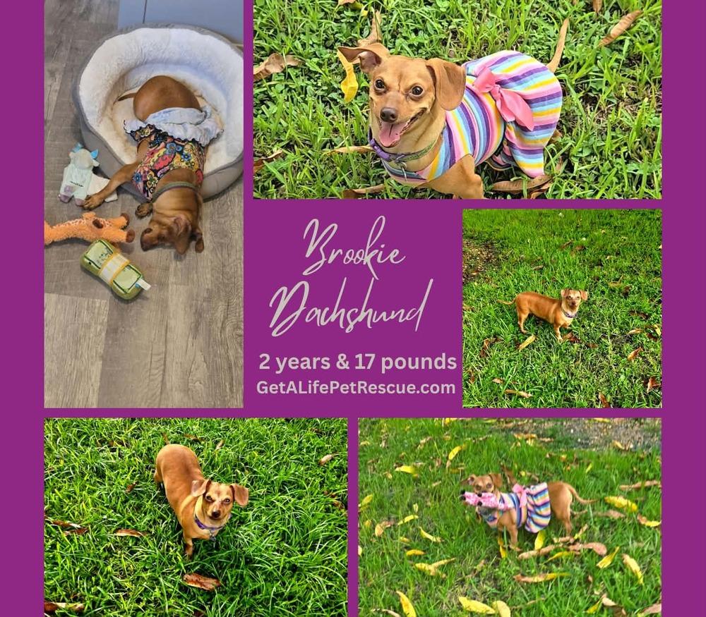 Enlarge Brookie, a Adoptable Dachshund in Plantation, FL image 5/6