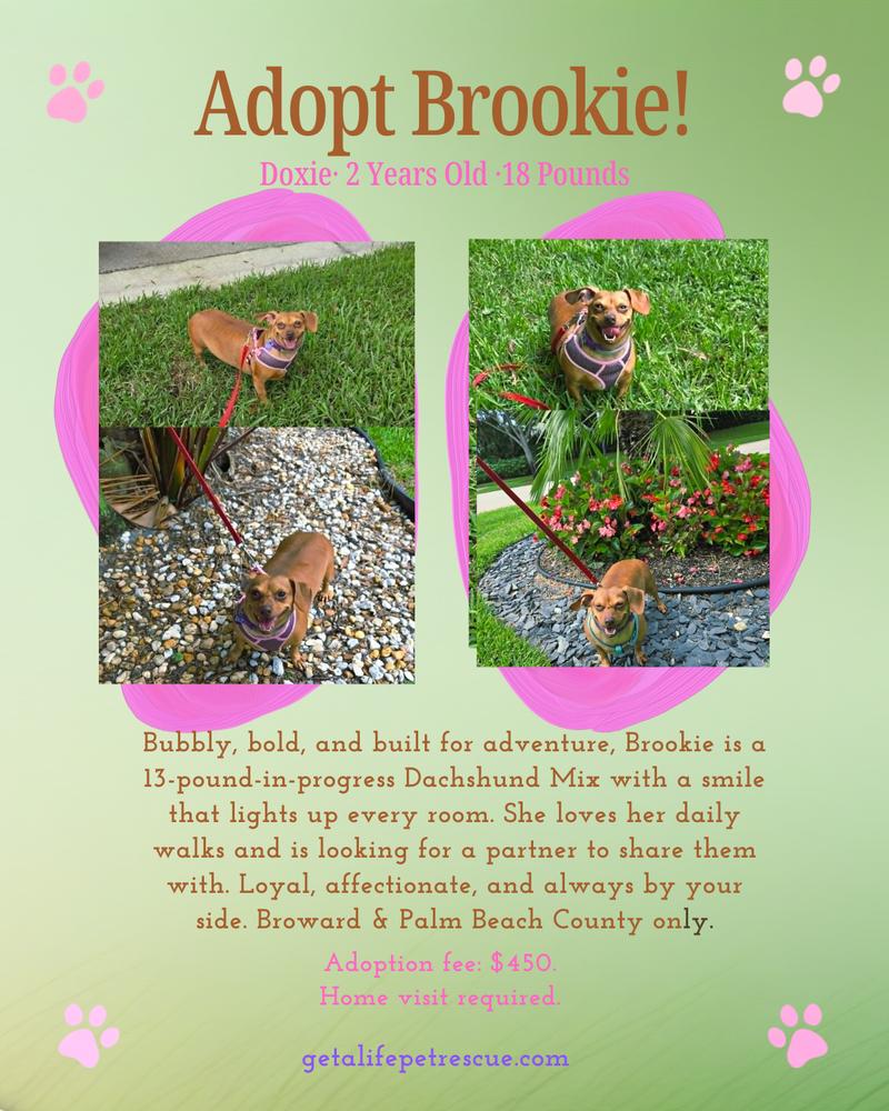 Brookie, a Adoptable mixed breed in Plantation, FL image 4/6