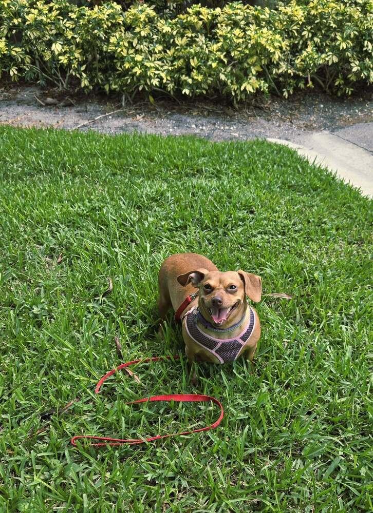 Brookie, a Adoptable mixed breed in Plantation, FL image 5/6