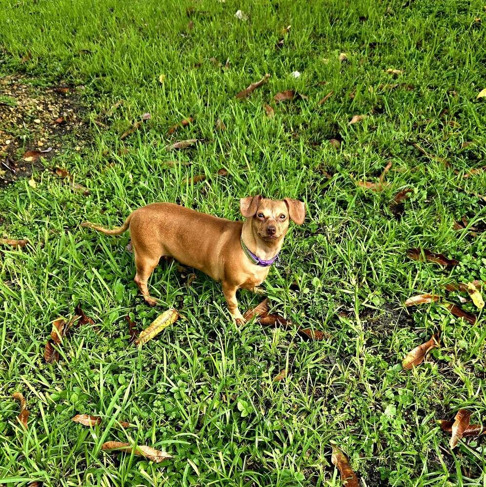 Brookie, a Adoptable mixed breed in Plantation, FL image 6/6