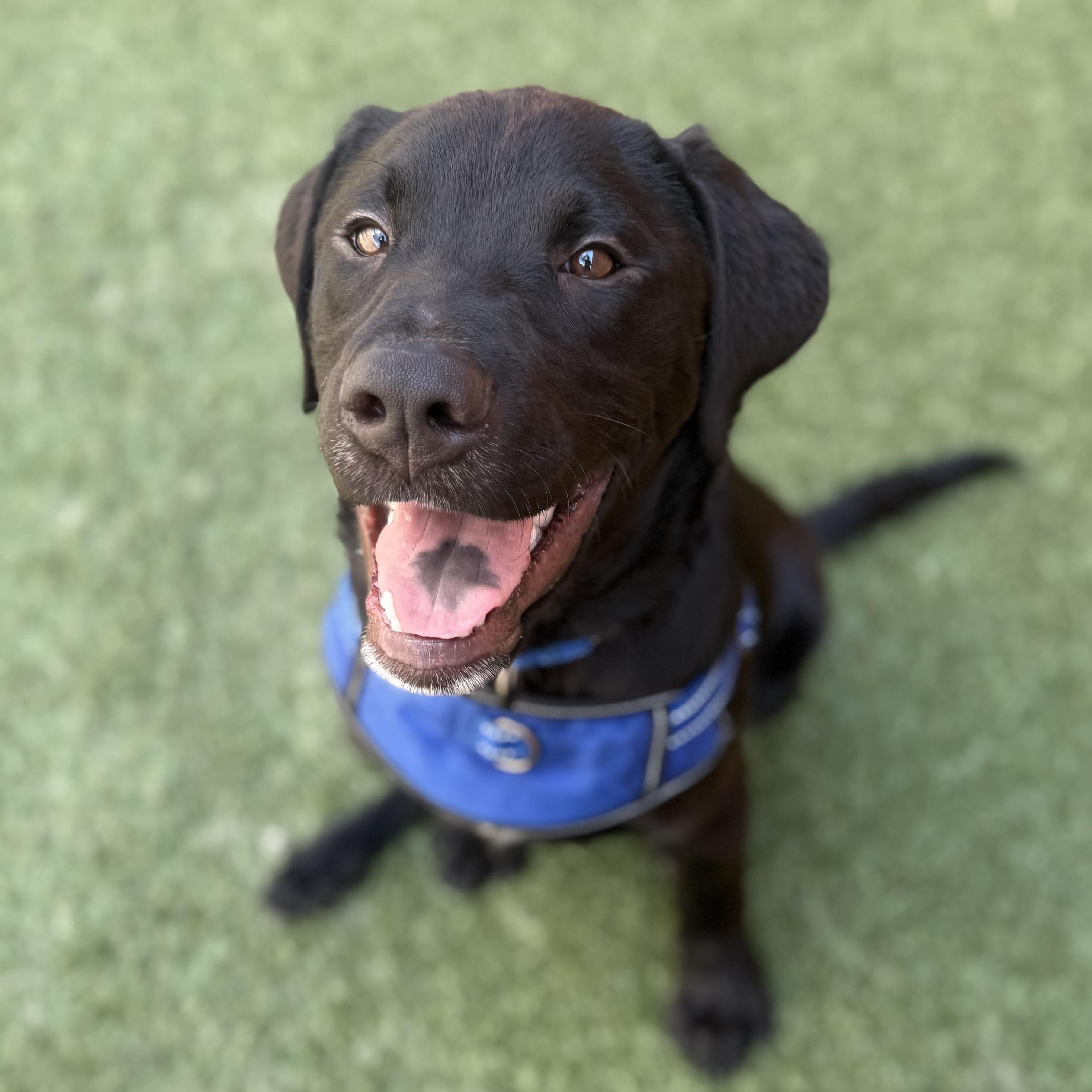 Riggs, Young Male Black Labrador Retriever