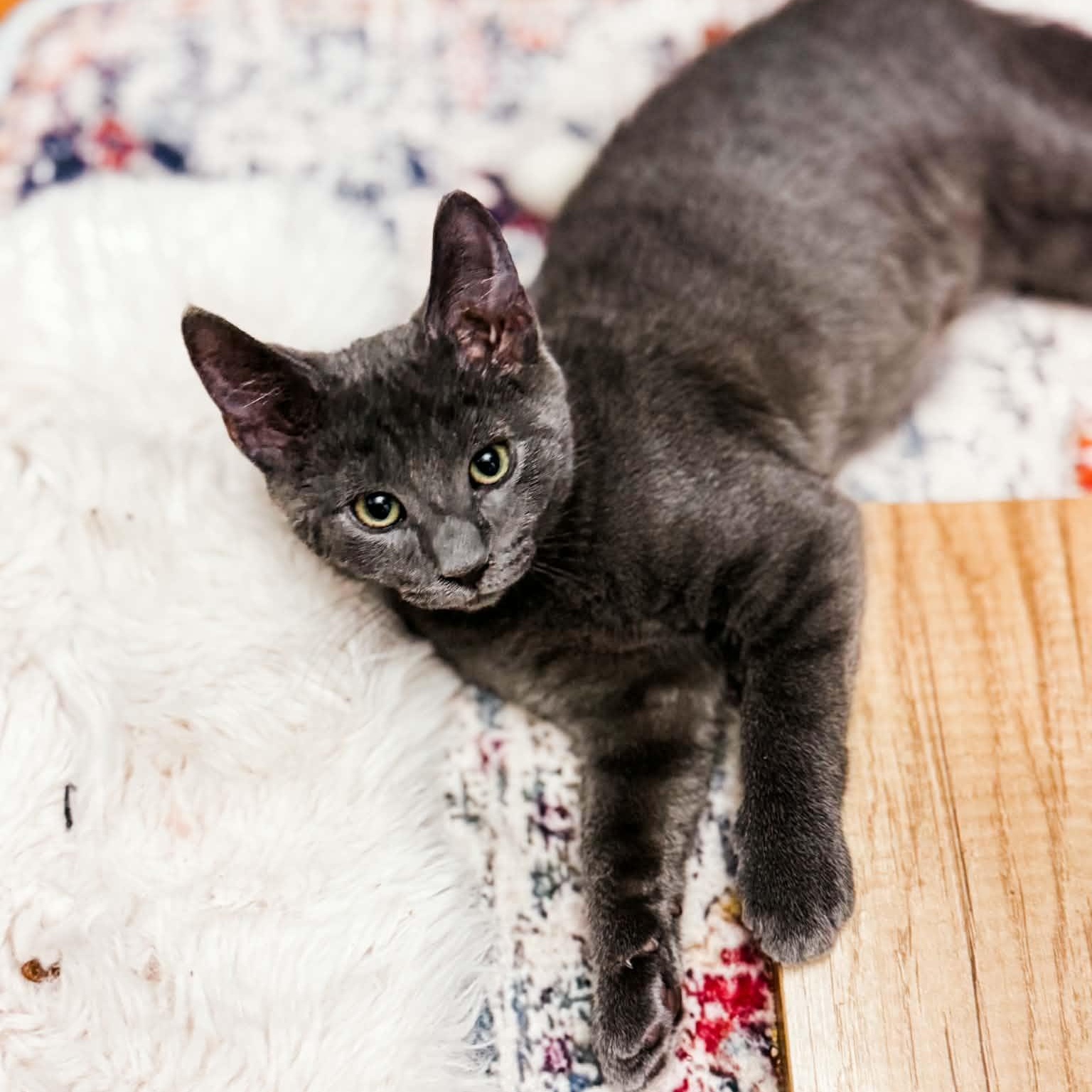 Rainier, an adopted Domestic Short Hair in Kentwood, MI image 3/4