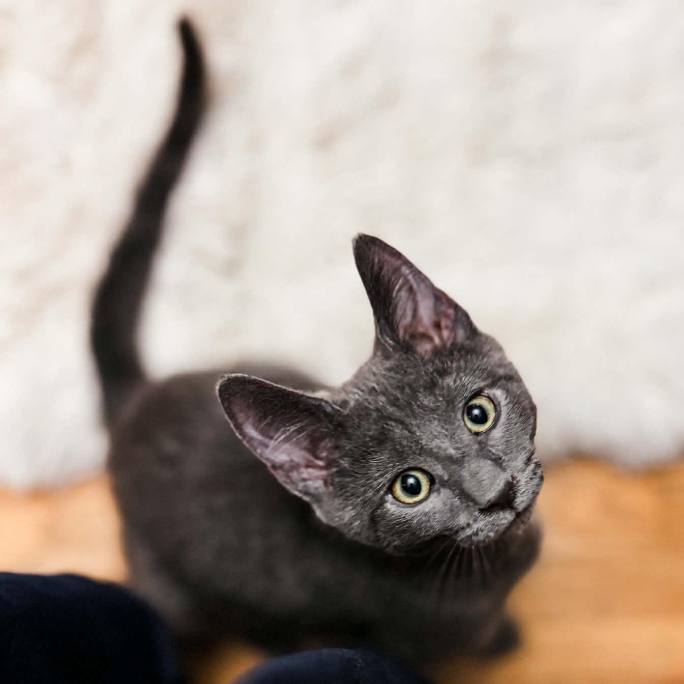 Rainier, an adopted Domestic Short Hair in Kentwood, MI image 4/4
