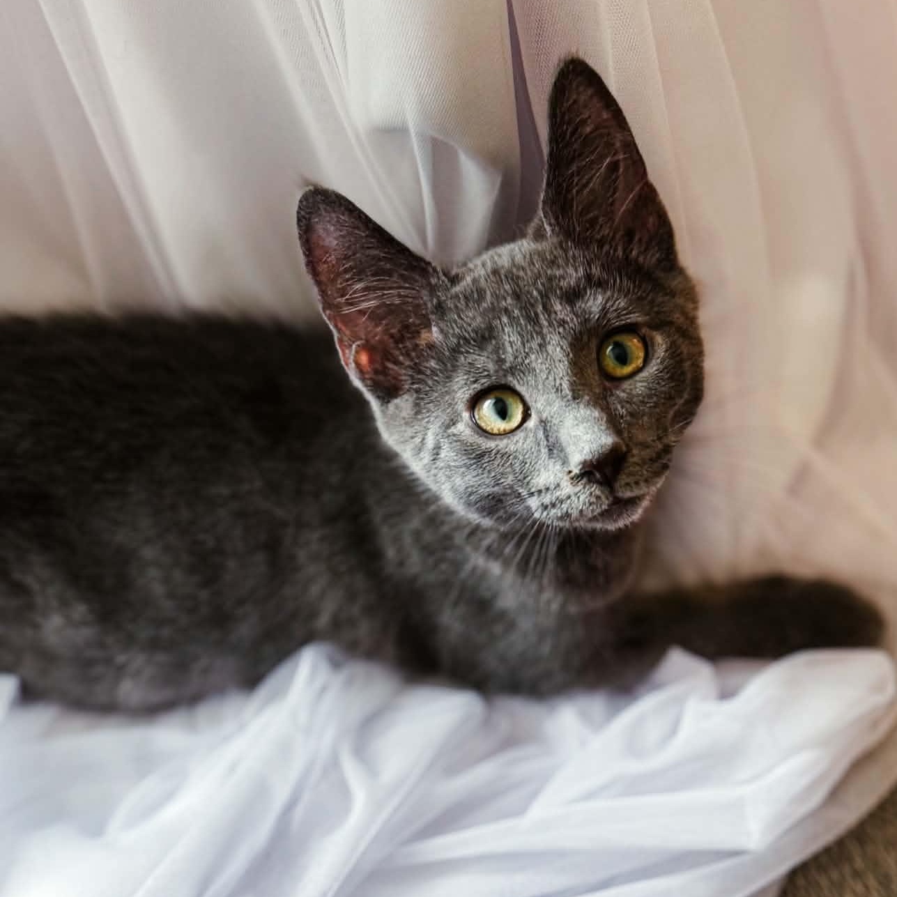 Rainier, an adopted Domestic Short Hair in Kentwood, MI image 2/4