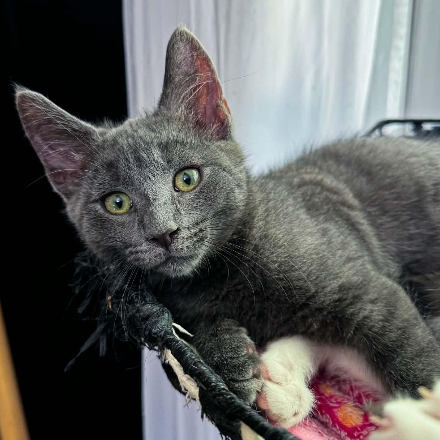 Rainier, adopted, Kitten Male Domestic Short Hair.