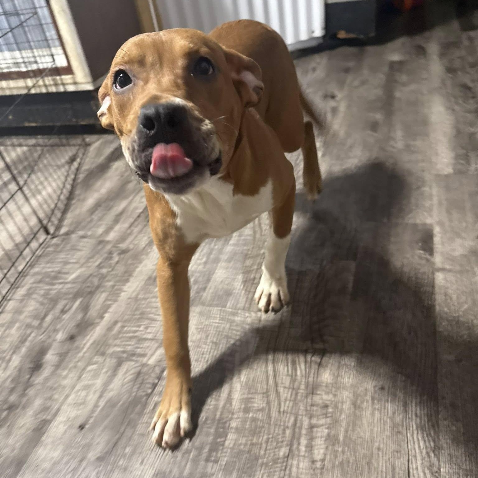 Squash, a Adoptable Mixed Breed in Alma, MI image 1/4