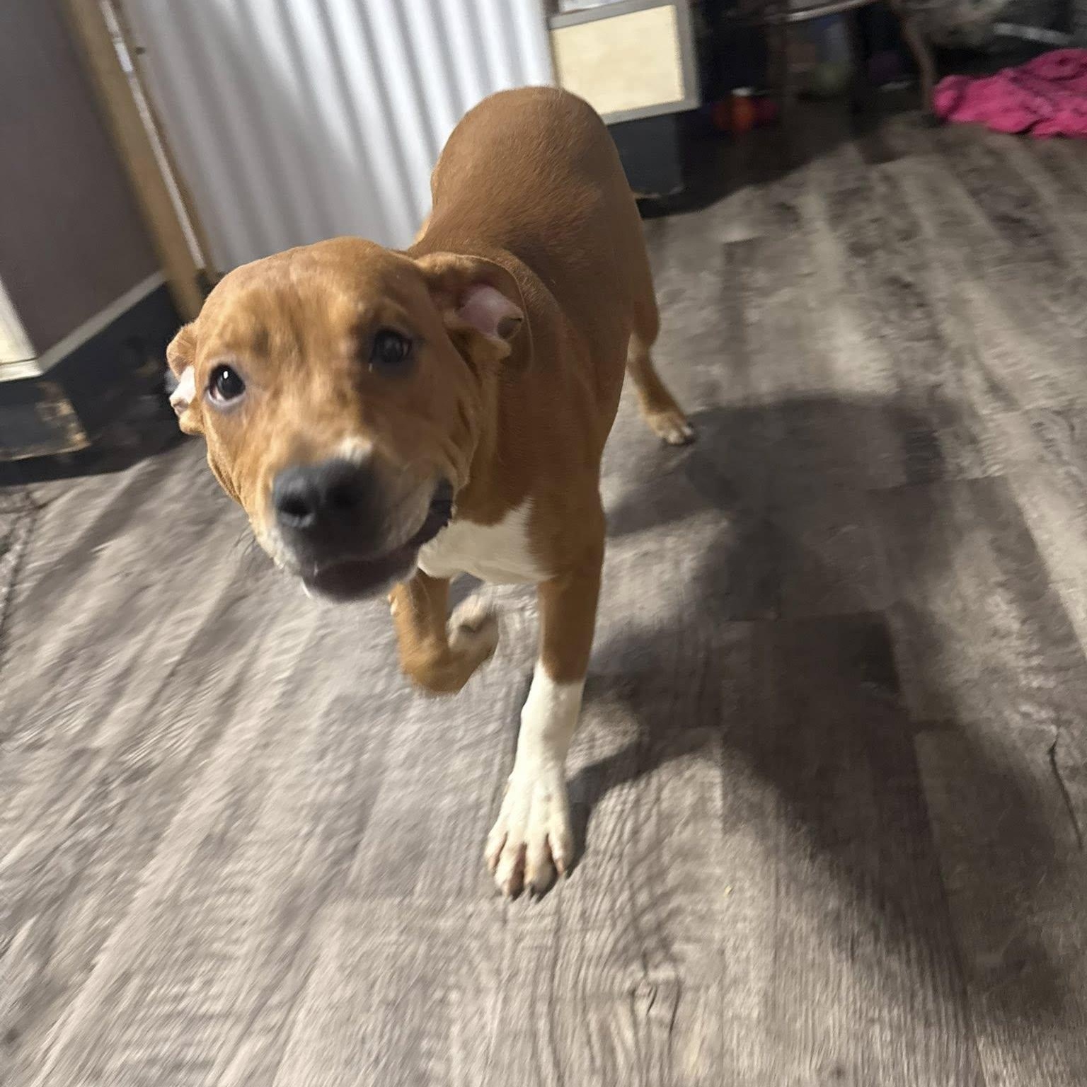 Squash, a Adoptable Mixed Breed in Alma, MI image 2/4