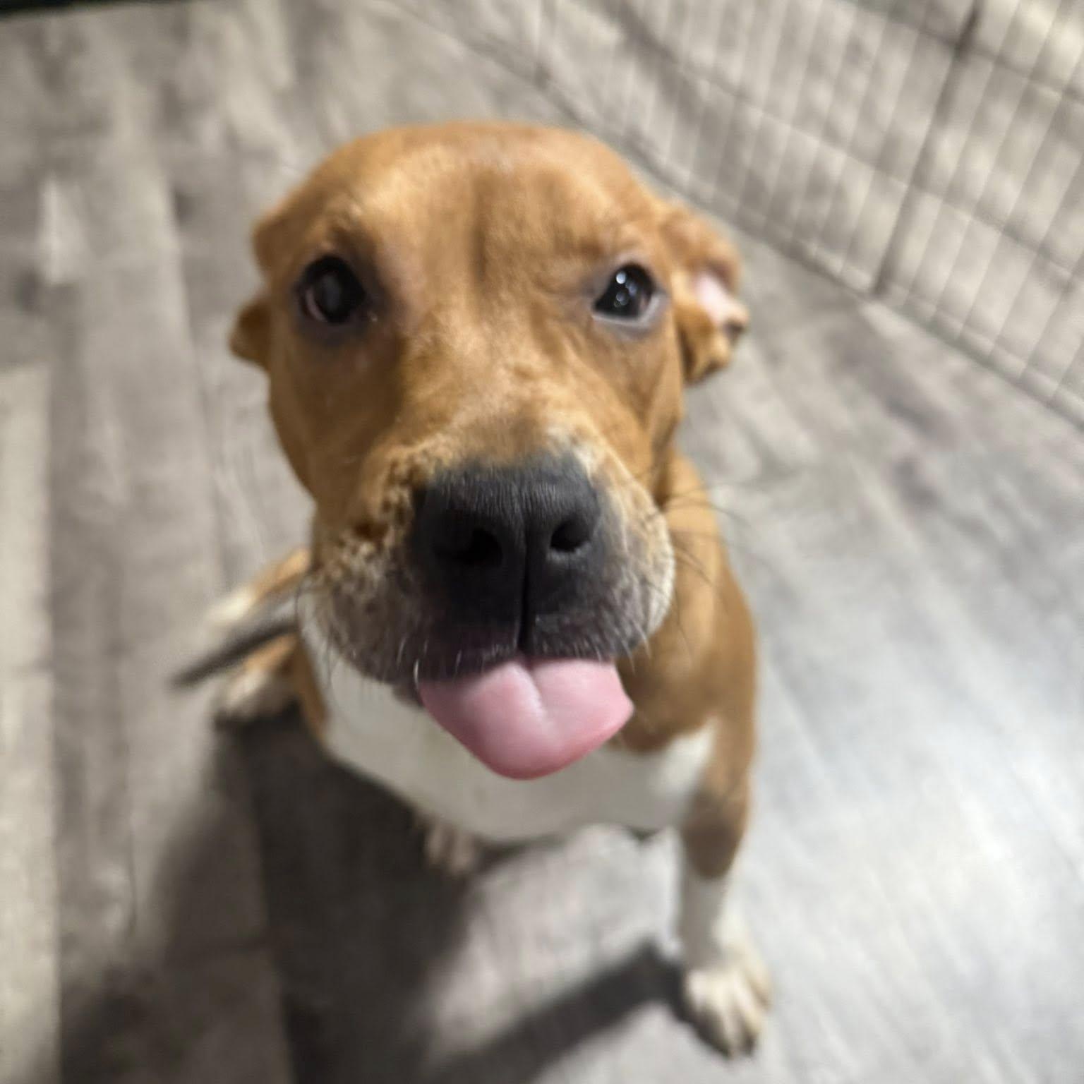 Squash, a Adoptable Mixed Breed in Alma, MI image 3/4