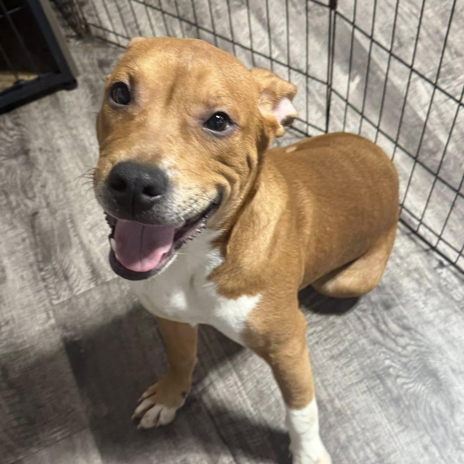 Squash, a Adoptable Mixed Breed in Alma, MI image 4/4