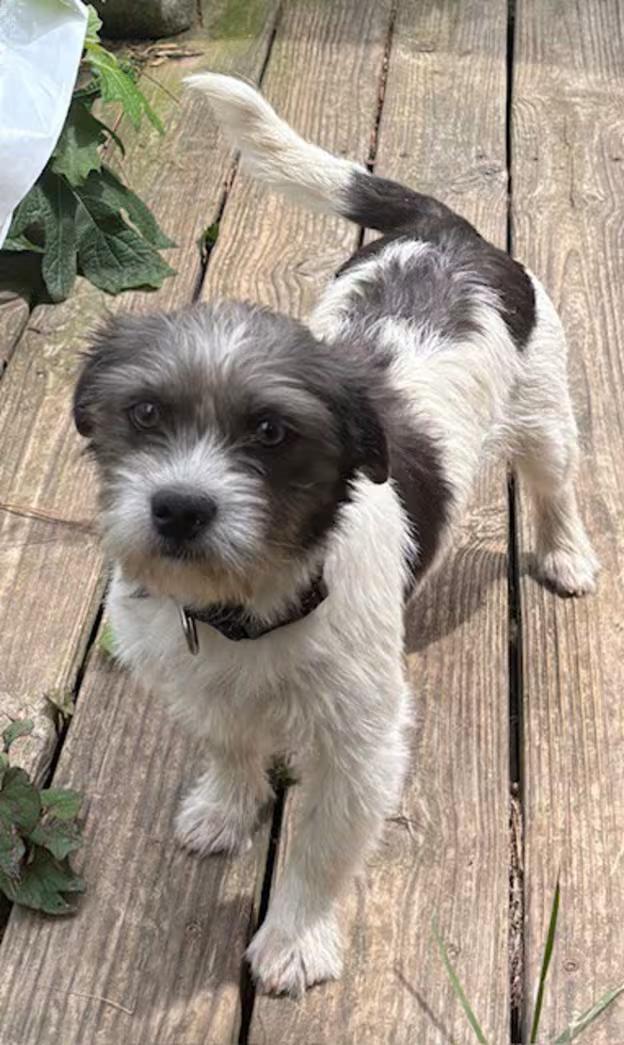 Enlarge Spangle, an adopted mixed breed in Watertown, CT image 2/3