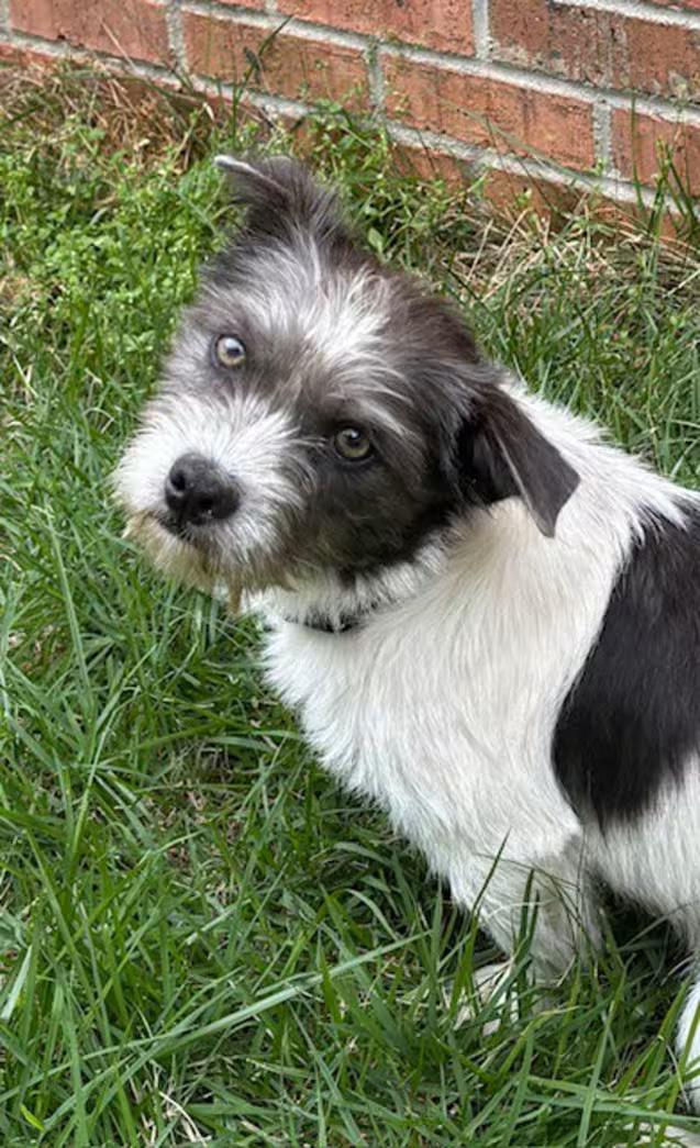 Enlarge Spangle, an adopted mixed breed in Watertown, CT image 1/3