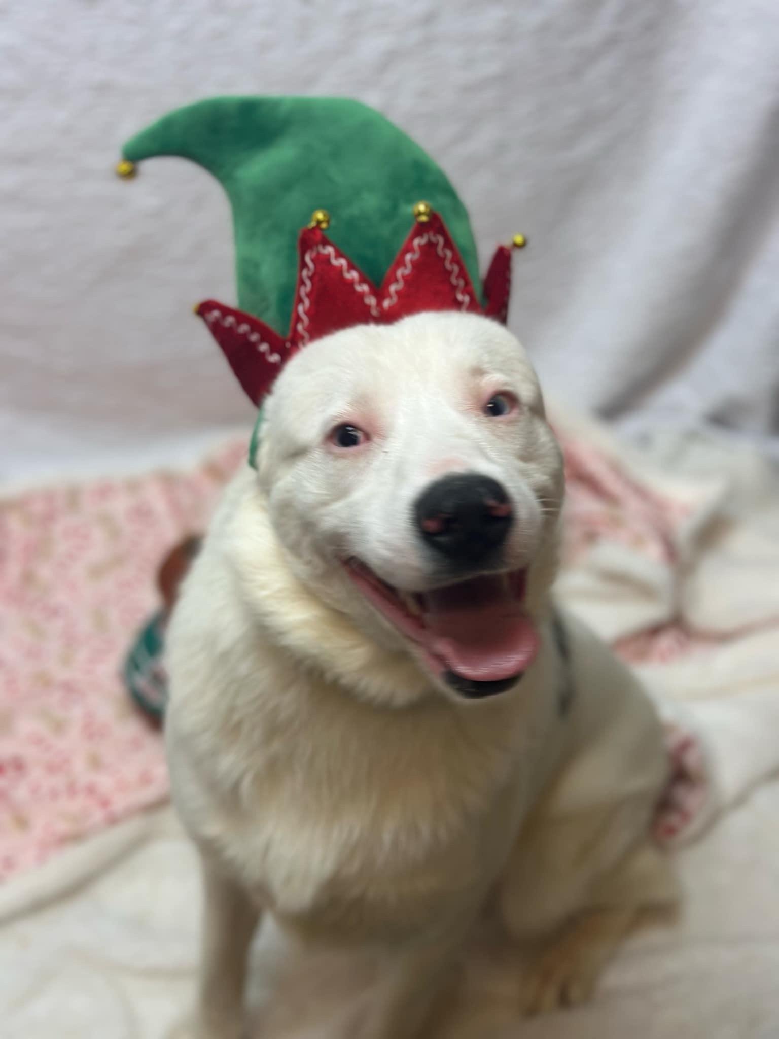 Zero, Adopted, Adult Male Australian Shepherd.