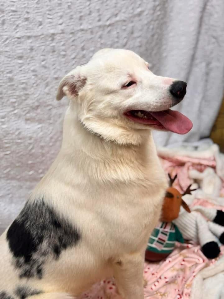 Zero, a Adopted Australian Shepherd in Eureka, MO image 2/2