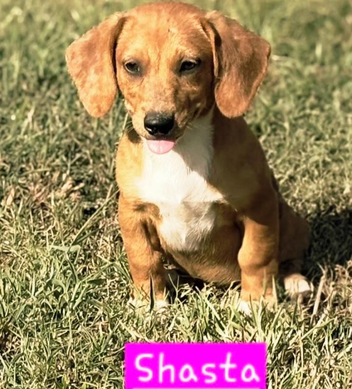 Enlarge Shasta, a Adoptable mixed breed in Norfolk, MA image 1/2
