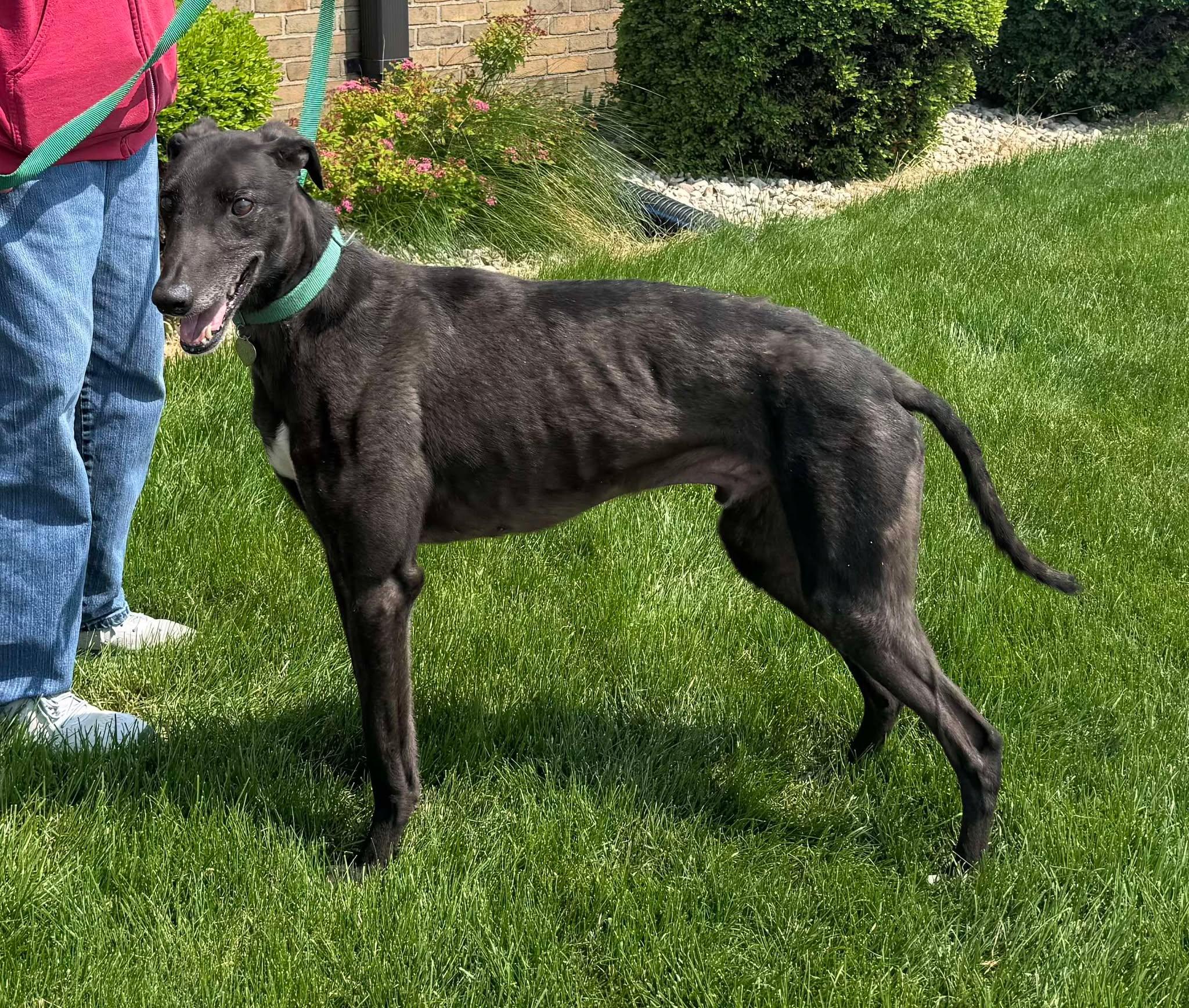 Jessie, an adopted mixed breed in Westerville, OH image 1/5