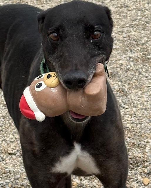 Jessie, an adopted mixed breed in Westerville, OH image 2/5