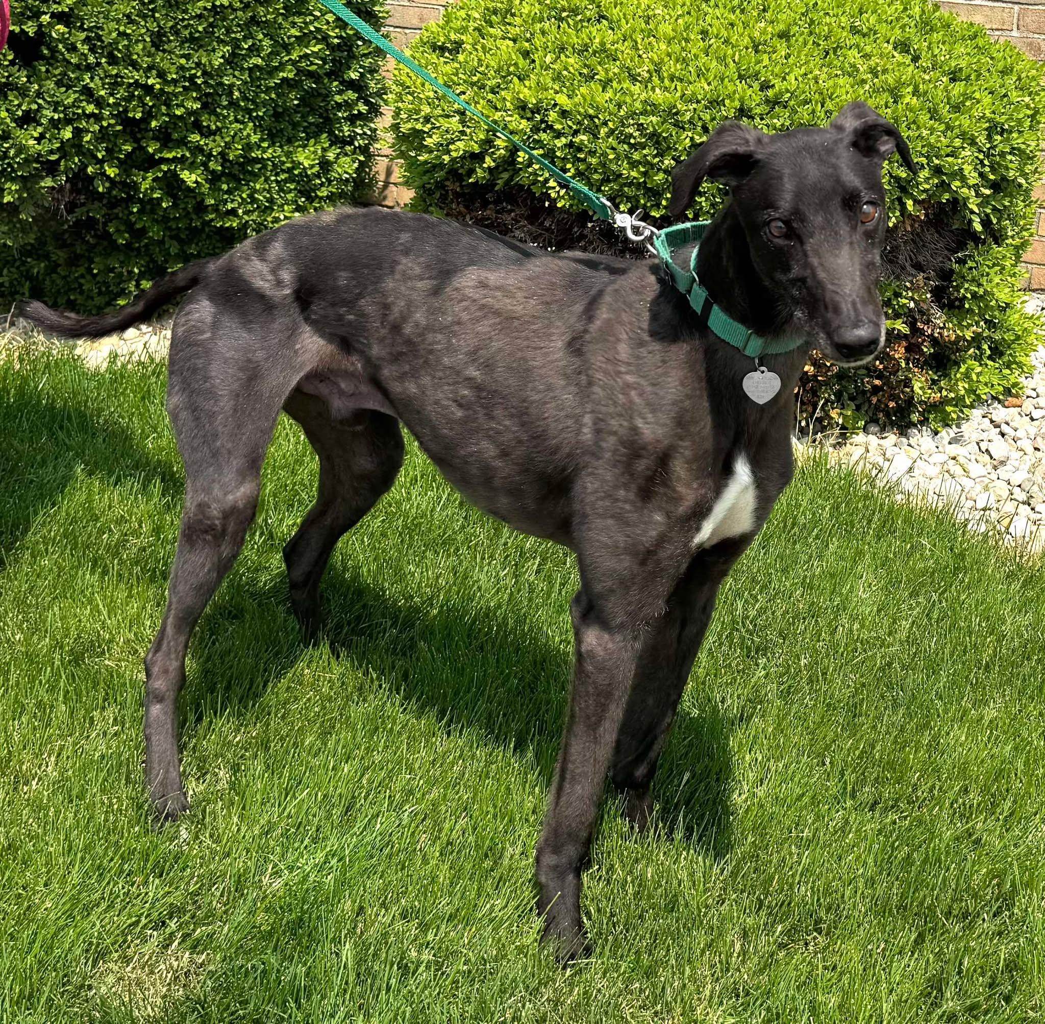 Jessie, an adopted mixed breed in Westerville, OH image 4/5