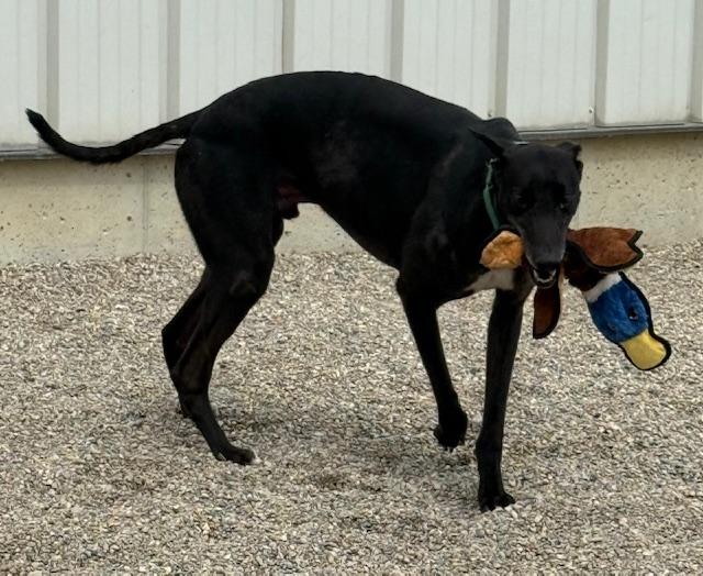 Jessie, an adopted mixed breed in Westerville, OH image 5/5