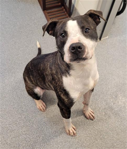 Enlarge KING, a Adoptable mixed breed in Toledo, OH image 1/1