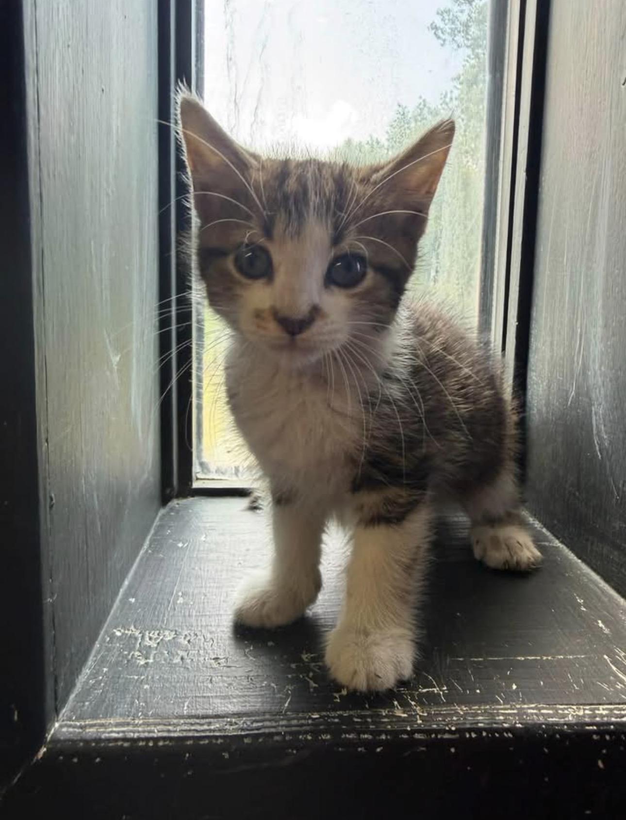 Wendy, Adopted, Young Female Domestic Short Hair.