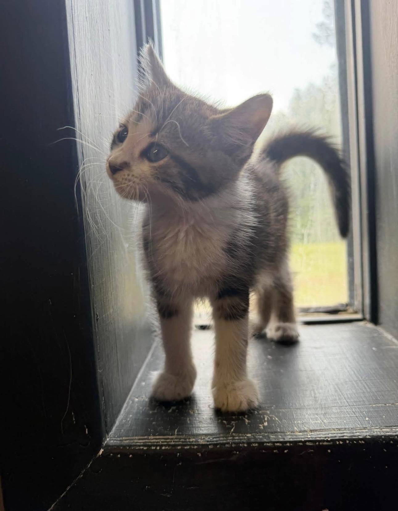Enlarge Wendy, a Adopted Domestic Short Hair in Vicksburg, MS image 2/2