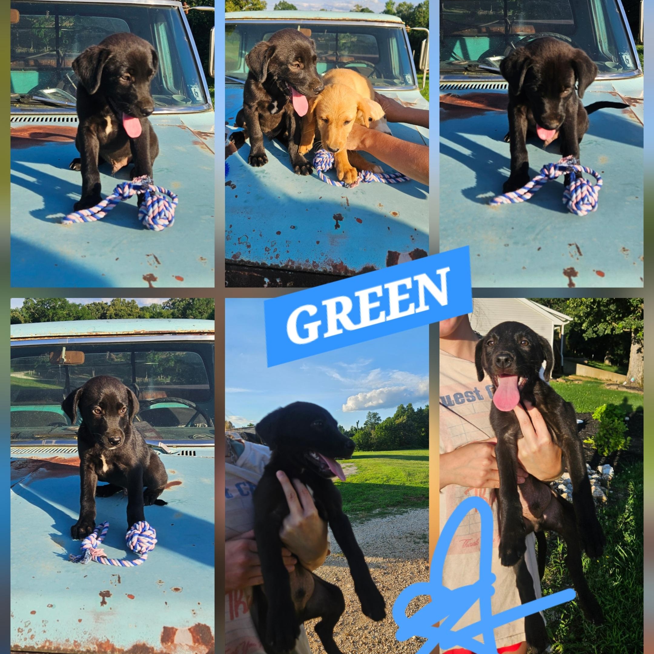 Enlarge Green, an adopted mixed breed in Medfield, MA image 4/6