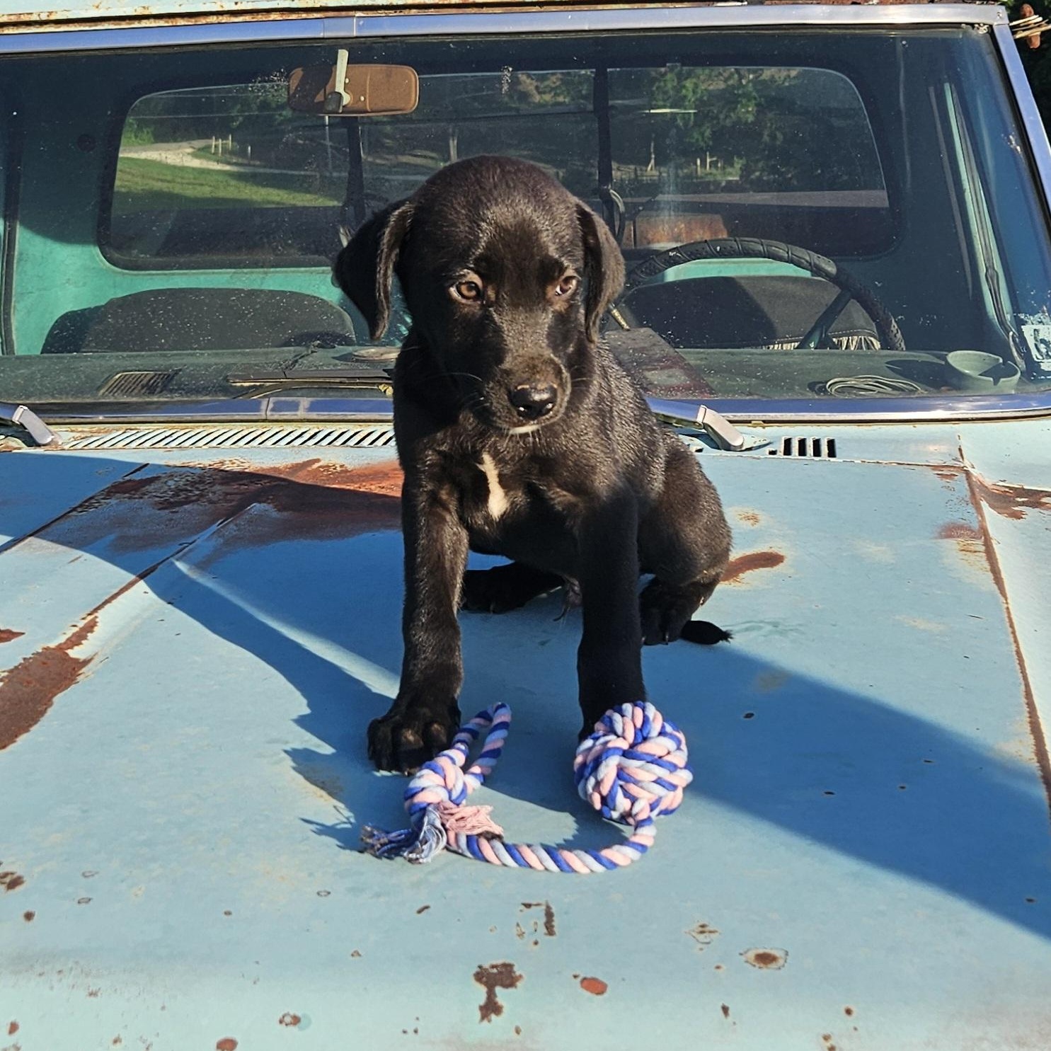 Green, adopted, Puppy Male Labrador Retriever.