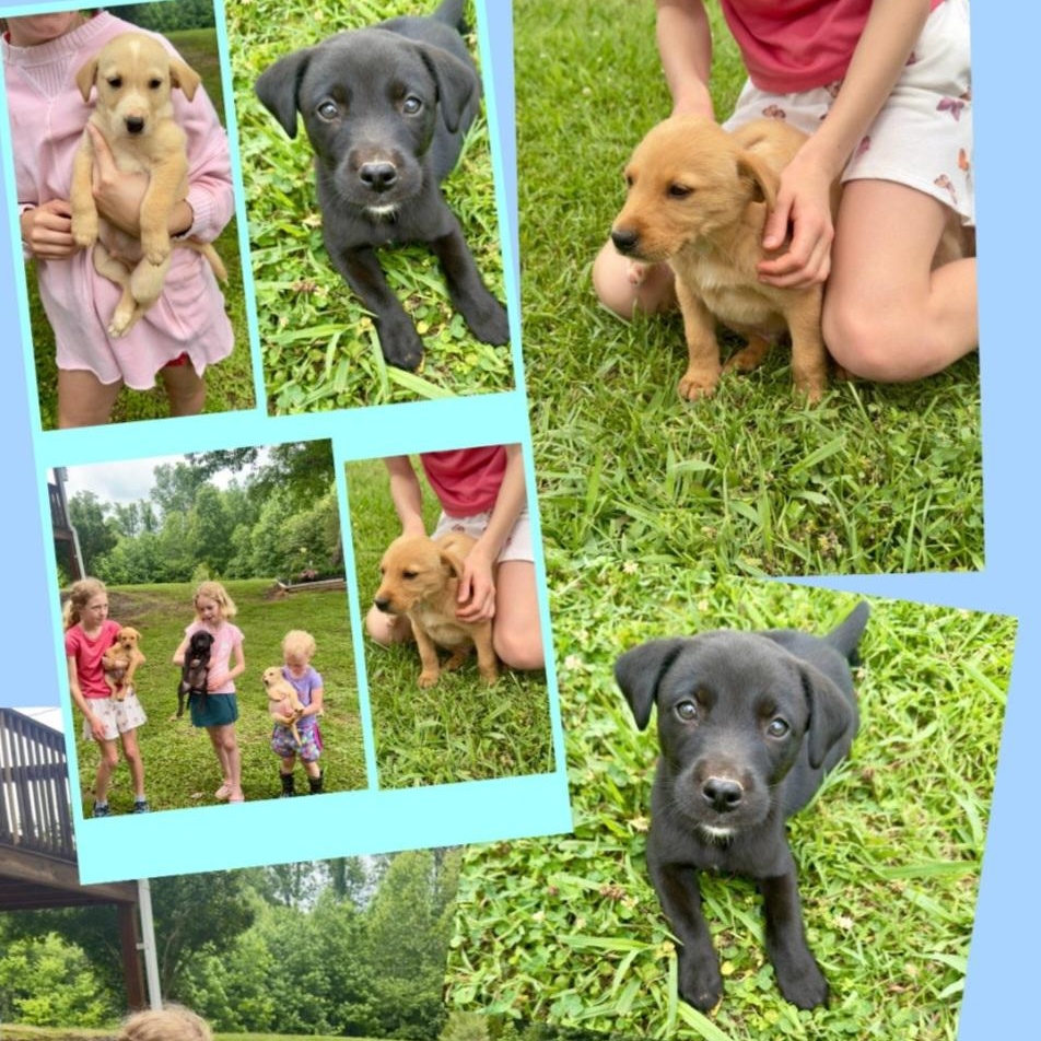 Enlarge Green, an adopted mixed breed in Medfield, MA image 5/6